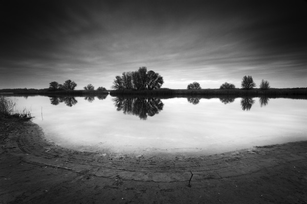 Artem Nosenko: tree nature grass 