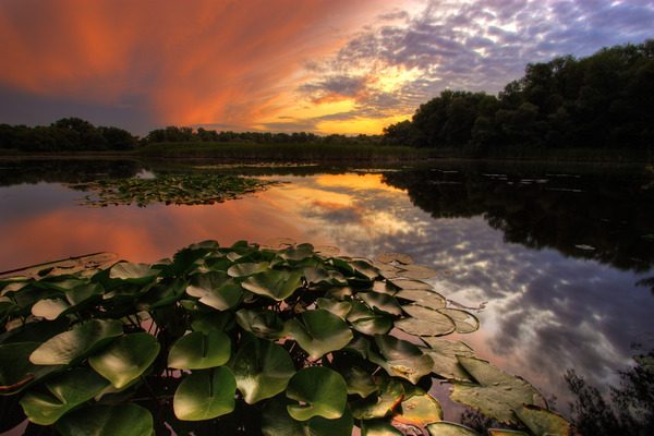 Artem Nosenko: flowers tree water nature sunset