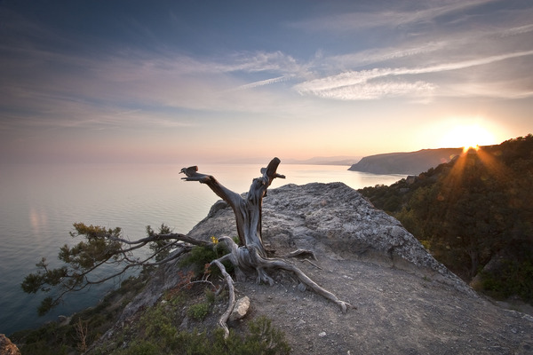 Artem Nosenko: tree sun water rock nature