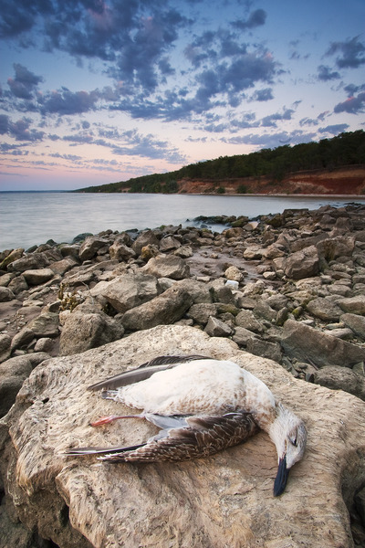 Artem Nosenko: stones water rock bird relaxing shore tree nature clouds 